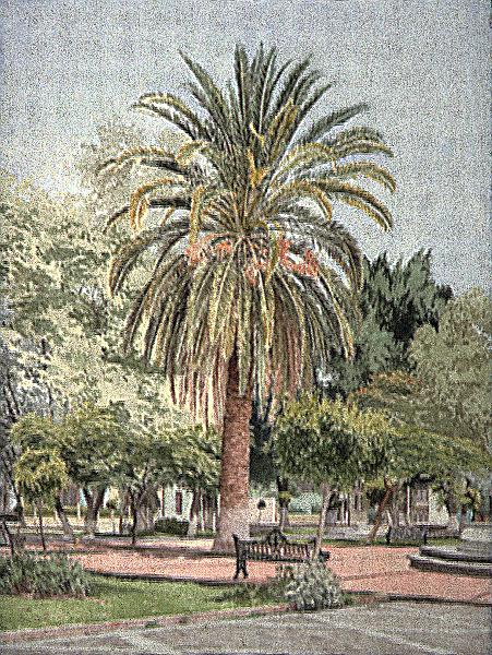 Navas' Palm  1989.jpg